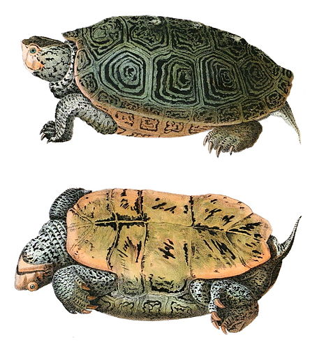 Diamondback terrapin